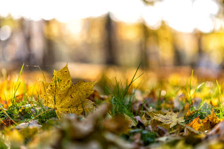 colorful follage in autumn in Europe