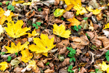 colorful follage in autumn in Europe