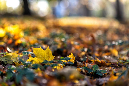 colorful follage in autumn in Europeの写真素材
