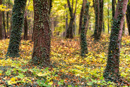 colorful follage in autumn in Europe