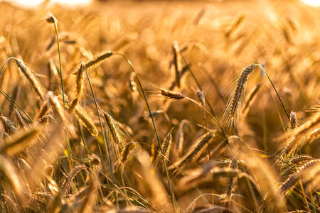 grain on a field in Europe in Julyの写真素材