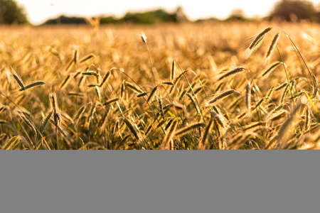 grain on a field in Europe in Julyの写真素材