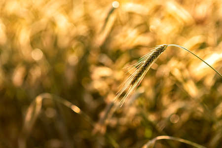 grain on a field in Europe in Julyの写真素材