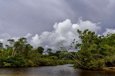 rainforest in Costa Rica, central america