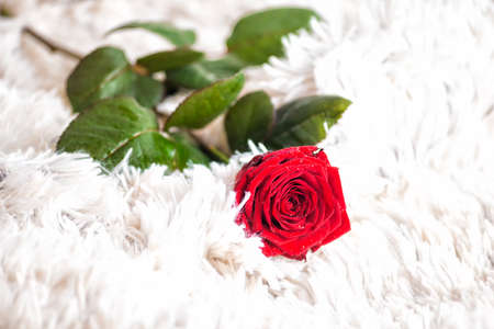 red rose lying on a bed on Valentine's dayの写真素材