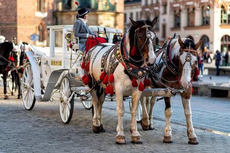 horses with a carriage on the main square of Krakow in Polandの写真素材