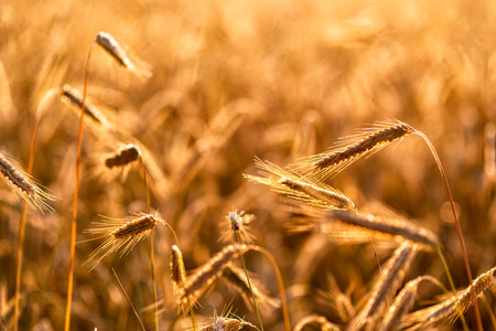 grain on a field in Europe in Julyの写真素材