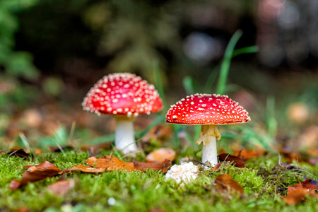 poisonous toadstool in atumn in a european forestの写真素材