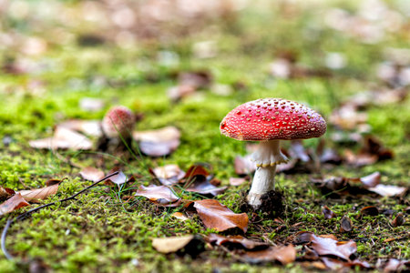 poisonous toadstool in atumn in a european forestの写真素材