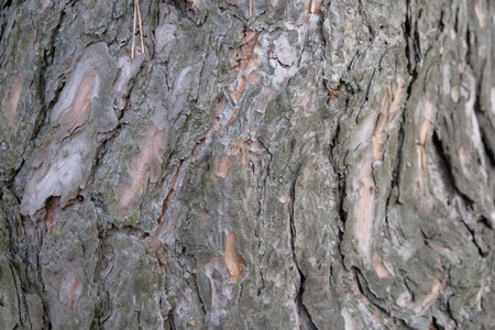 pine bark on a tree in the forest