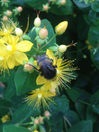Bumble Bee collecting Pollen