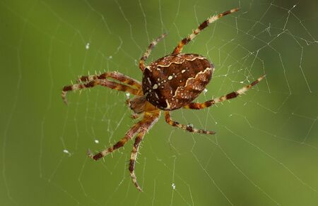 European garden spider on a web.