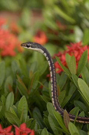 Small thin snake on blooming bush.の写真素材