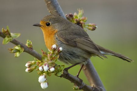 European Robin (Erithacus rubecula), sitting on branch.の写真素材