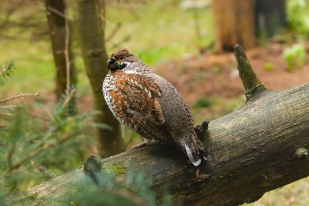 Hazel grouse (Bonasa bonasia) sitting on log in forest.の写真素材