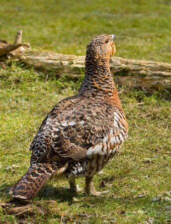 Wood Grouse ( Tetrao urogallus L.), female.の写真素材