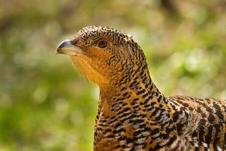 Wood Grouse ( Tetrao urogallus L.), female closeup portrait.の写真素材