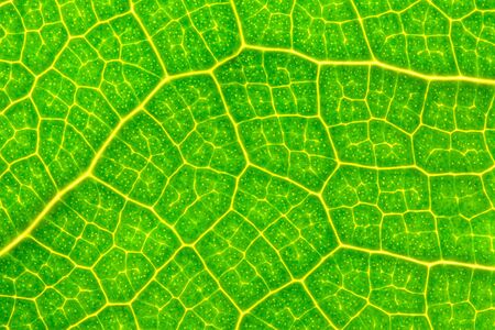 Closeup photo of a green leaf
