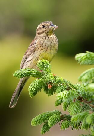 Female Cirl Bunting on spruce branch.の写真素材