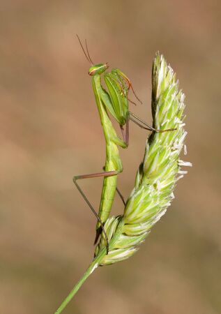 Praying mantis closeup on grass.の写真素材