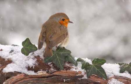 European Robin (Erithacus rubecula) on branch in snow.の写真素材