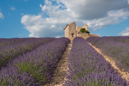 Lavender field with house ruins in Provence, France の写真素材