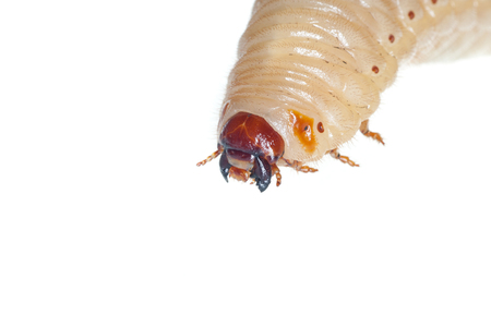May bug  Melolontha melolontha   larva isolated on white の写真素材