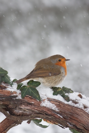 European Robin (Erithacus rubecula) on branch in snow.の写真素材