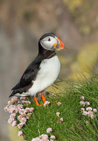 Atlantic Puffin (Fratercula arctica) with grass in his beak on cliff in Westfjords, Iceland.の写真素材