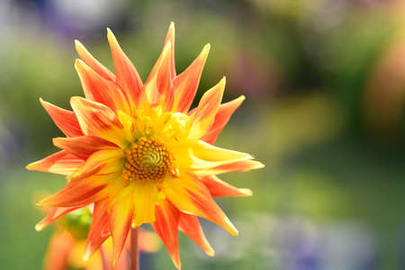 A Dahlia resembling the sun with orange gold and yellow colors, the petals look like the raysの写真素材