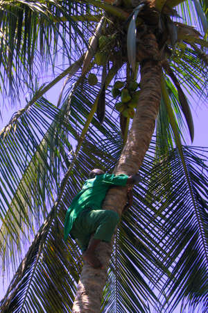 Black, african man is climbing to get o delicious coconutの写真素材