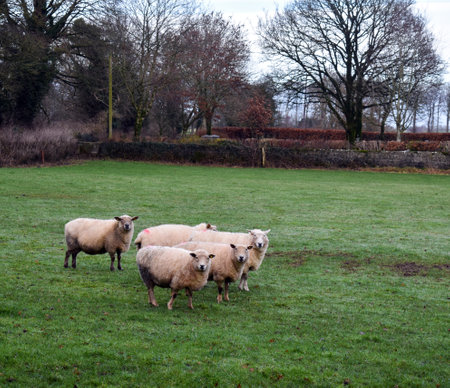 Sheep in Irelandの写真素材
