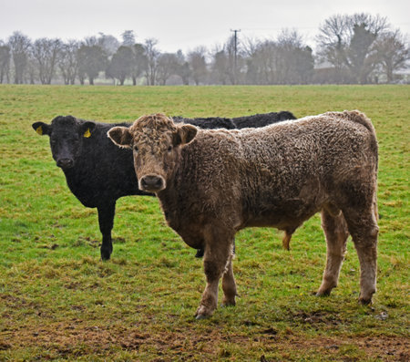 Cows in Irelandの写真素材