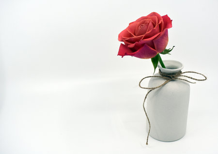 Red rose in a vase on a white background. Isolatedの写真素材