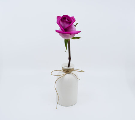 Pink rose in a vase on a white background, isolated.の写真素材