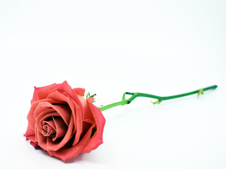 Red rose on white background, valentine's day concept.の写真素材