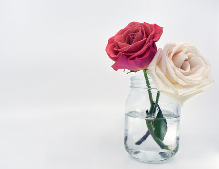 White and red rose in glass vase isolated on white background.の写真素材