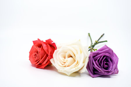 colorful of rose on white background, valentine's dayの写真素材