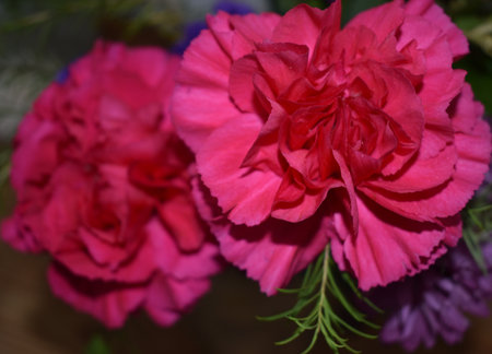 Bouquet of pink carnations on a dark background, close-upの写真素材