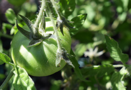 Green tomatoes growing on the bush in the garden. Selective focus.の写真素材