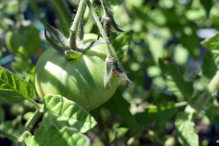 Green tomato growing in the garden. Selective focus with shallow depth of field.の写真素材