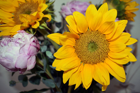 Beautiful sunflowers and peonies in a bouquet.の写真素材