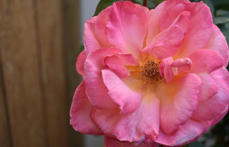 Beautiful pink rose blooming in the garden on a summer dayの写真素材