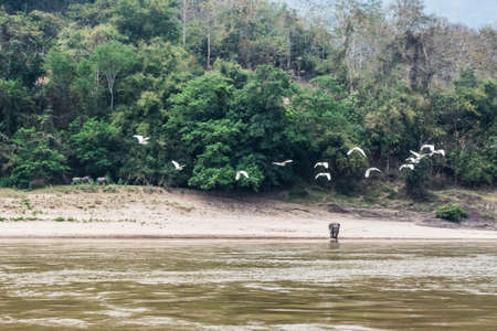 Elephant and birdsの写真素材