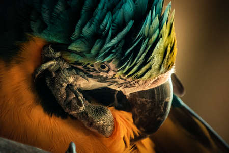 Close up of a colorful macaw parrot, Ara macao
