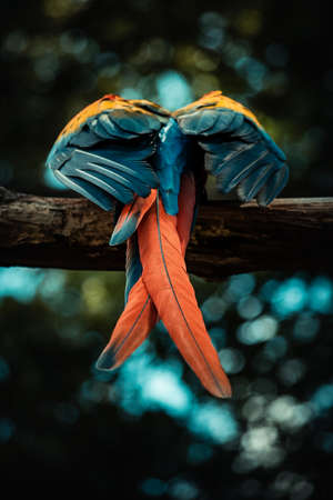 Colorful macaw feathers hanging on a branch in the forest.