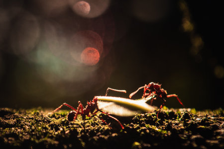 Macro shot of an insect on the ground in the forest at nightの写真素材