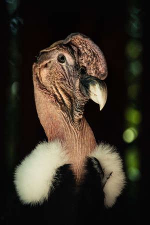 Portrait of a vulture on a dark background. Close-up.の写真素材