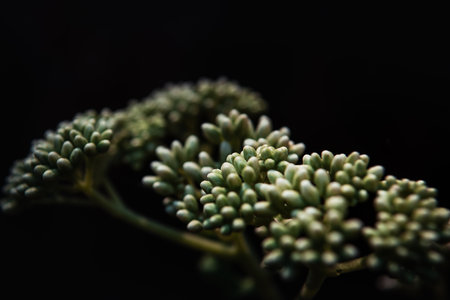 Macro shot of succulent plant isolated on black background with copy space