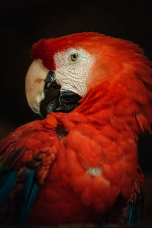 Portrait of a red macaw parrot on a dark background